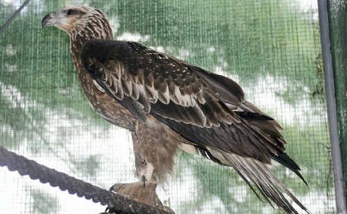 A young wedge-tailed Eagle is returning to health after being rescued by WIRES. A young wedge-tailed Eagle is returning to health after being rescued by WIRES.